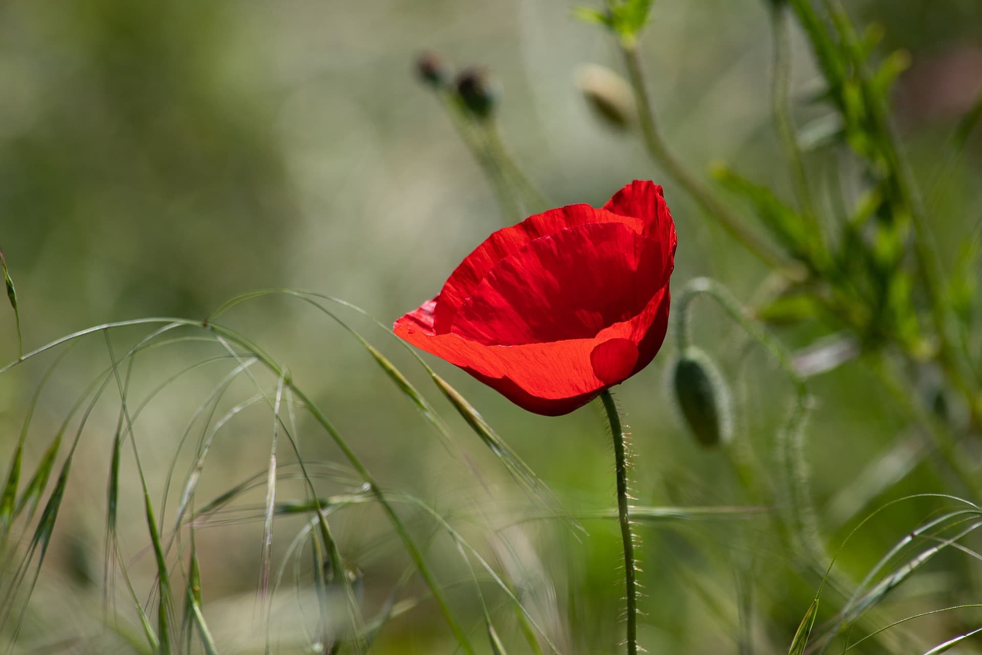 Coquelicot rouge — symbole de la voix unique